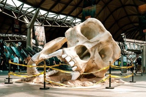 Polystyrene Giant Gorilla Skulls promotes Kong: Skull Island at Melb Train Station